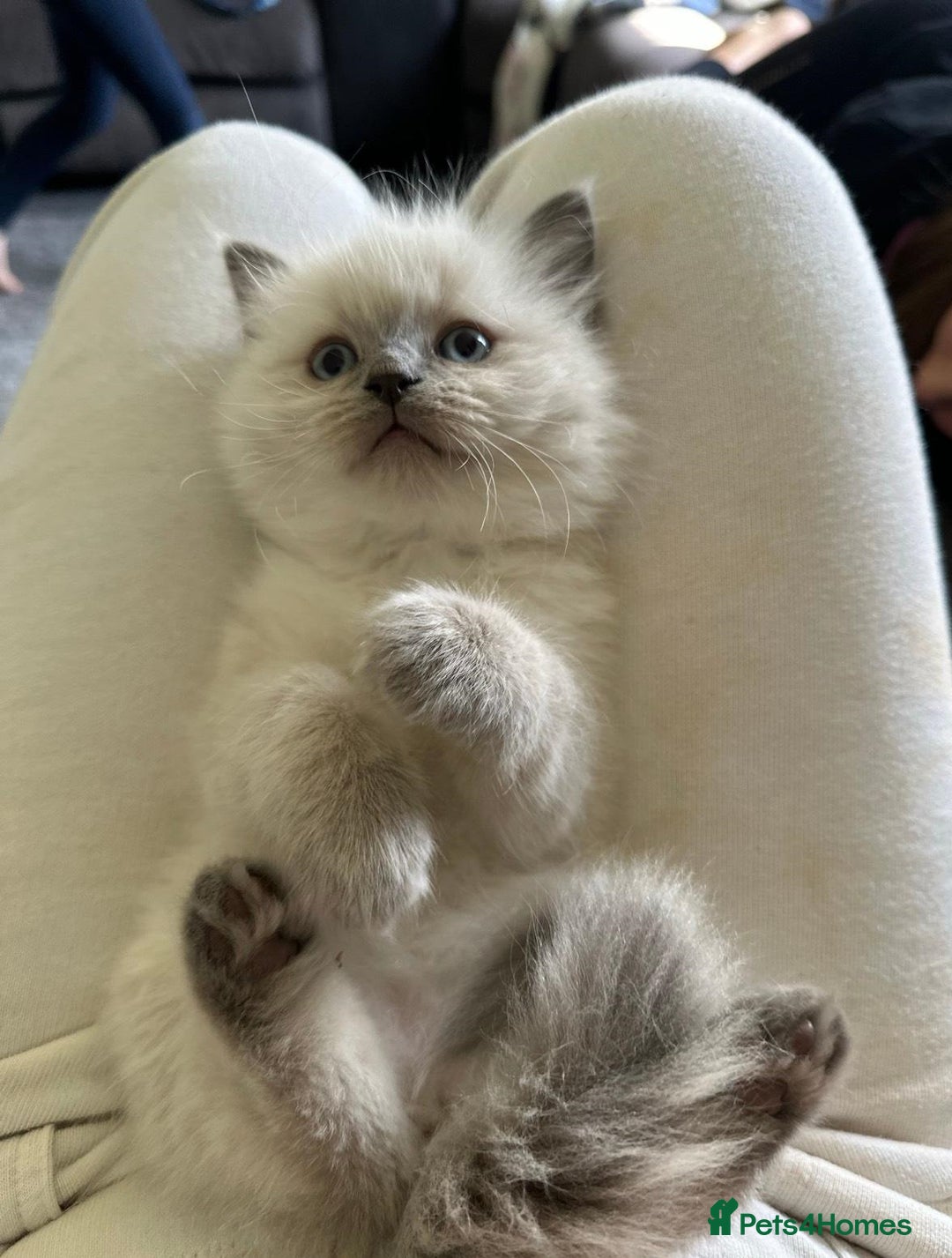 Ragdoll cats for sale: precious cuddle Ragdolls for good homes/families - Image 4