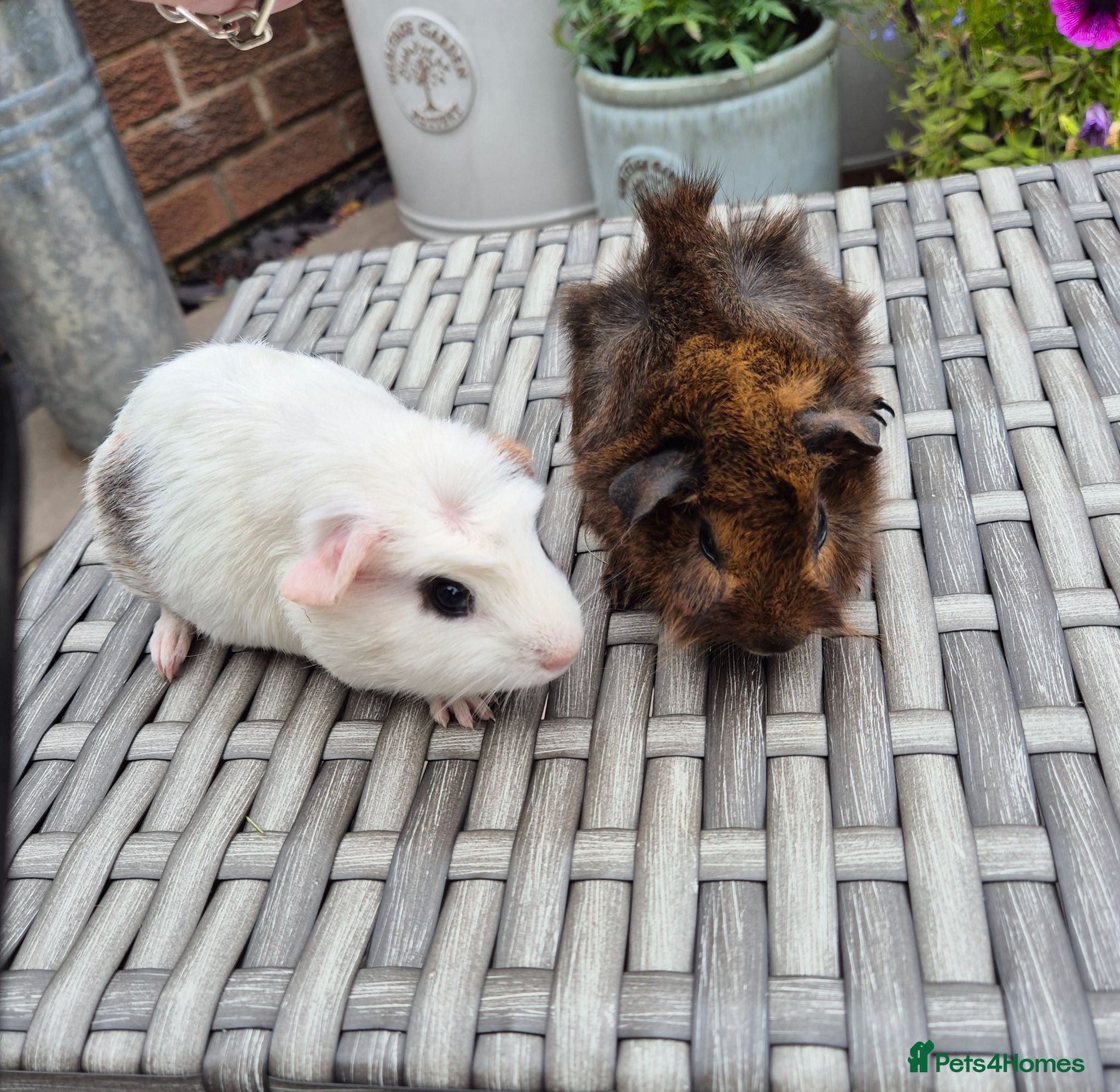 Guinea Pig rodents Baby Guinea Pigs Funky Californian & Crested - Advert 1