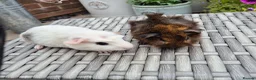 Guinea Pig rodents for sale: Baby Guinea Pigs Funky Californian & Crested - Advert 1