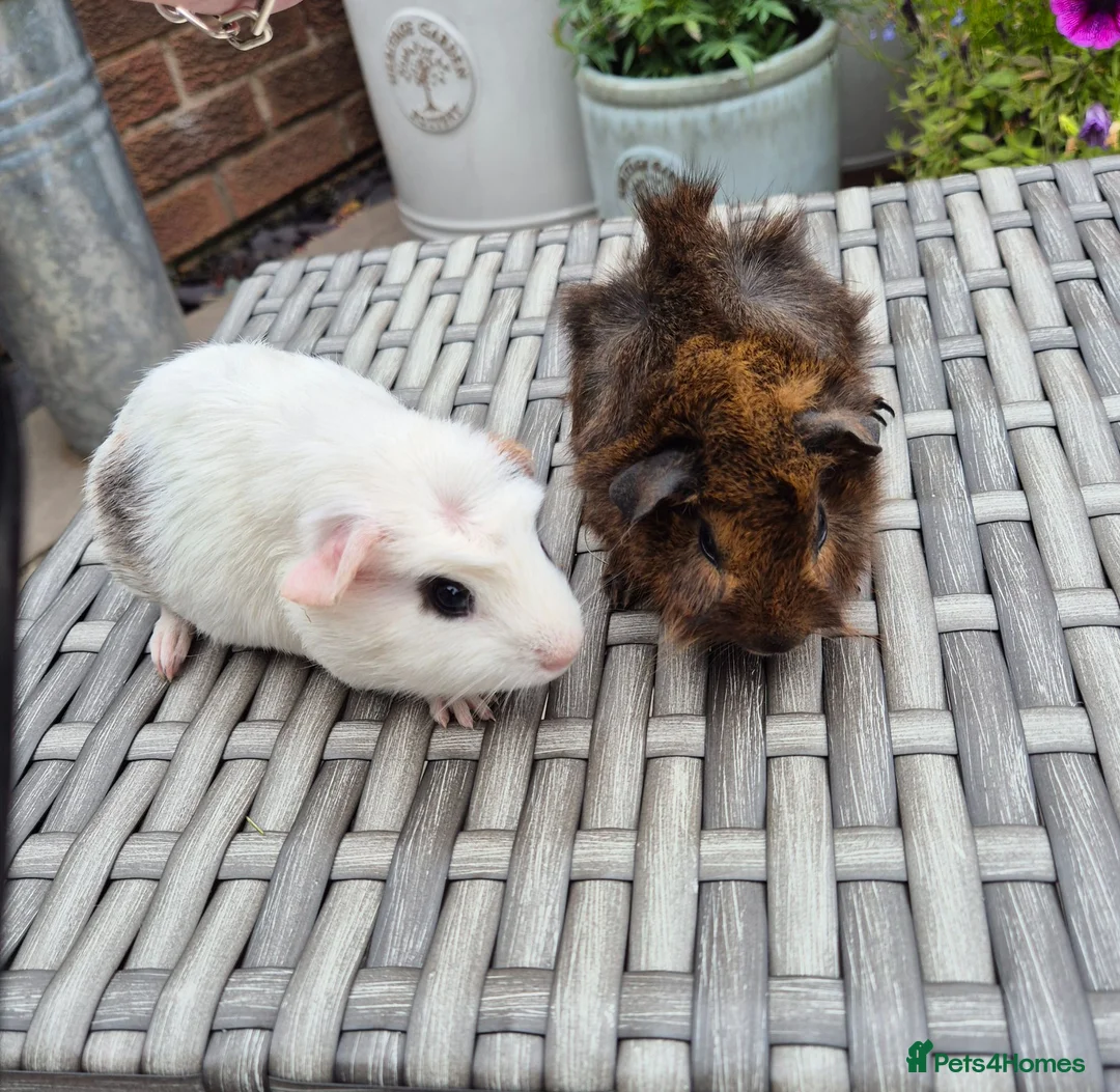 Guinea Pig rodents for sale: Baby Guinea Pigs Funky Californian & Crested - Advert 1