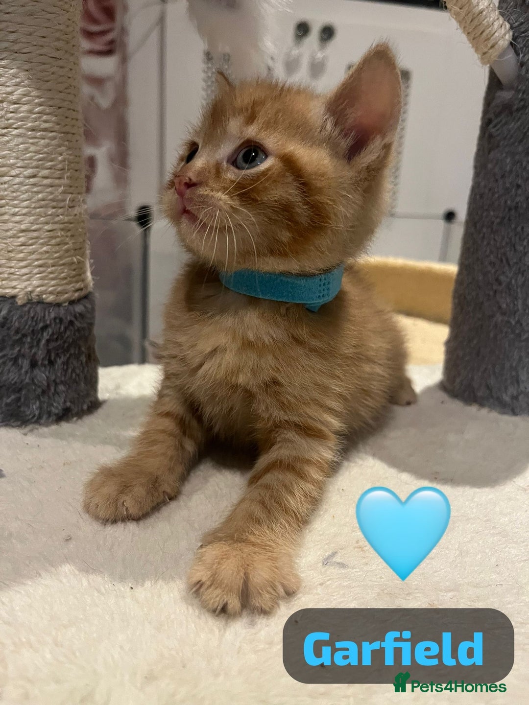 Mixed Breed cats for sale: 🐾 8 Beautiful kittens….🩵🩷 - Advert 31