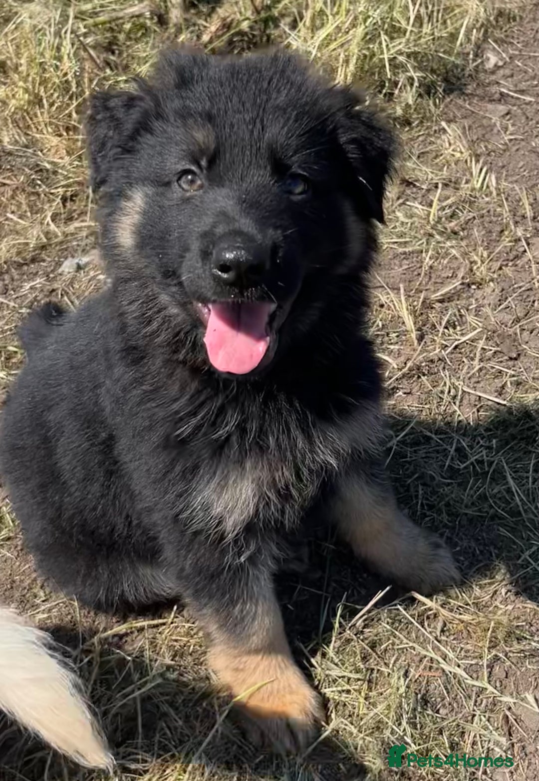 German Shepherd dogs for sale: German shepherd pups - Image 17