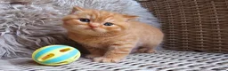British Shorthair cats for sale: British Shorthair Champion Lines Kittens  - Advert 8