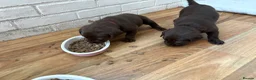 Labrador Retriever dogs for sale: Beautiful Chocolate Labrador Puppies - 09/03/2026 - Advert 20