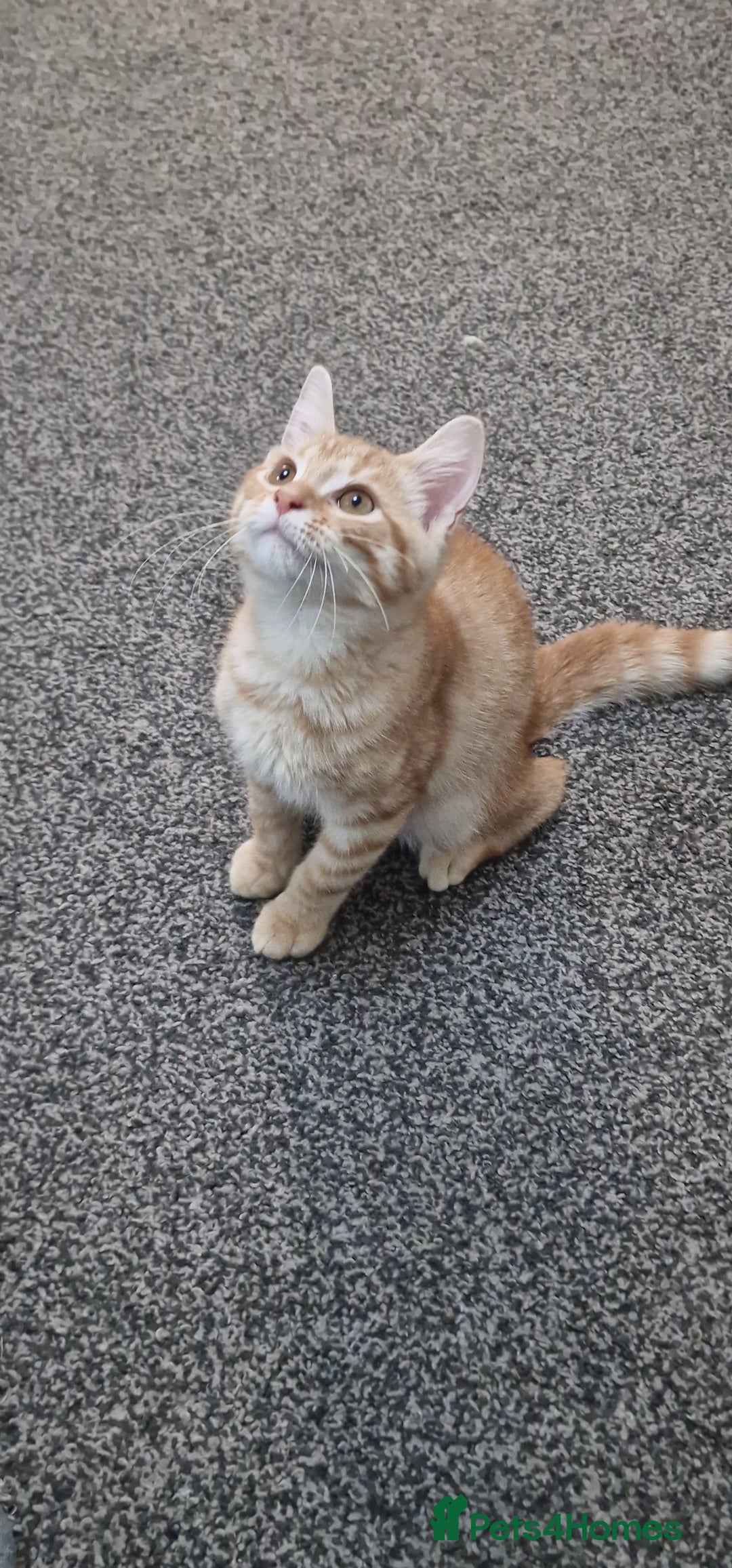 British Shorthair cats for sale: British Shorthair x **REDUCED, ONE LEFT*** in Birmingham - Image 13