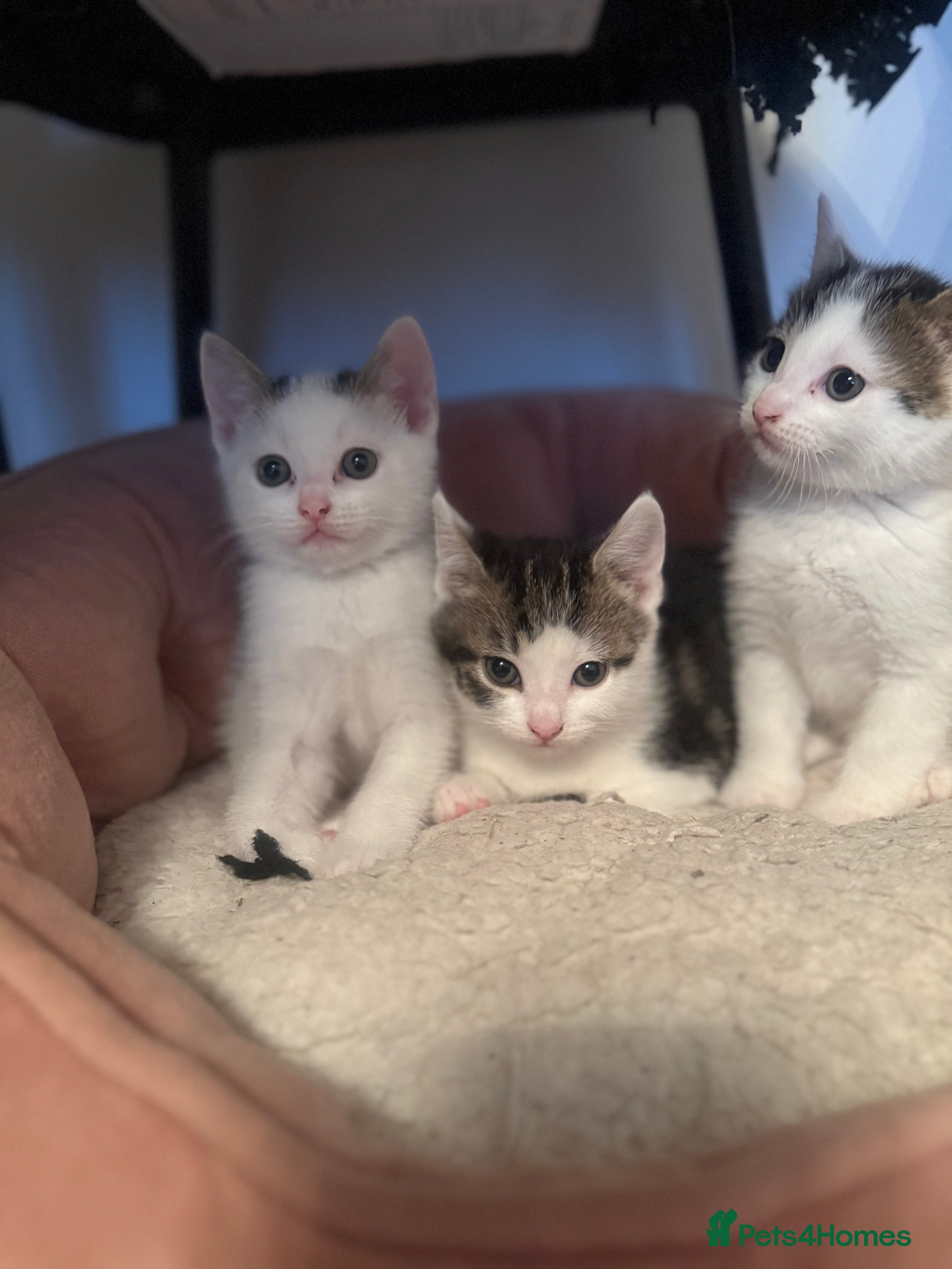 Domestic Shorthair cats Short Haired Kittens 2 Males & 1 Female Vaccinated - Advert 2