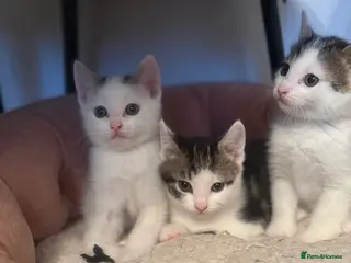 Domestic Shorthair cats Short Haired Kittens 2 Males & 1 Female Vaccinated - Advert 2