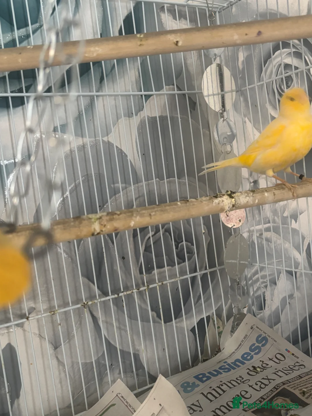 Canaries birds for sale: Female canarie  - Advert 2