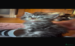 Maine Coon cats for sale: Full breed Mainecoon kittens ready 29th September  - Image 7
