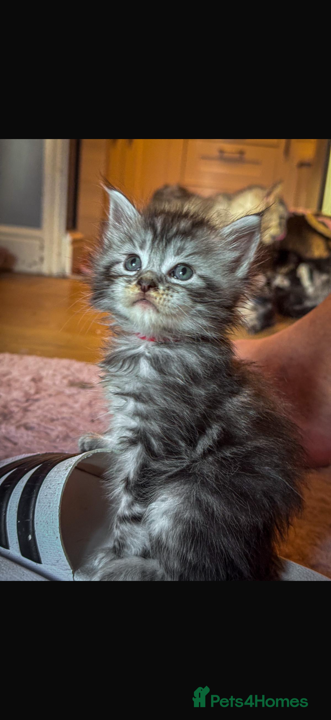 Maine Coon cats for sale: Full breed Mainecoon kittens ready 29th September  - Image 7