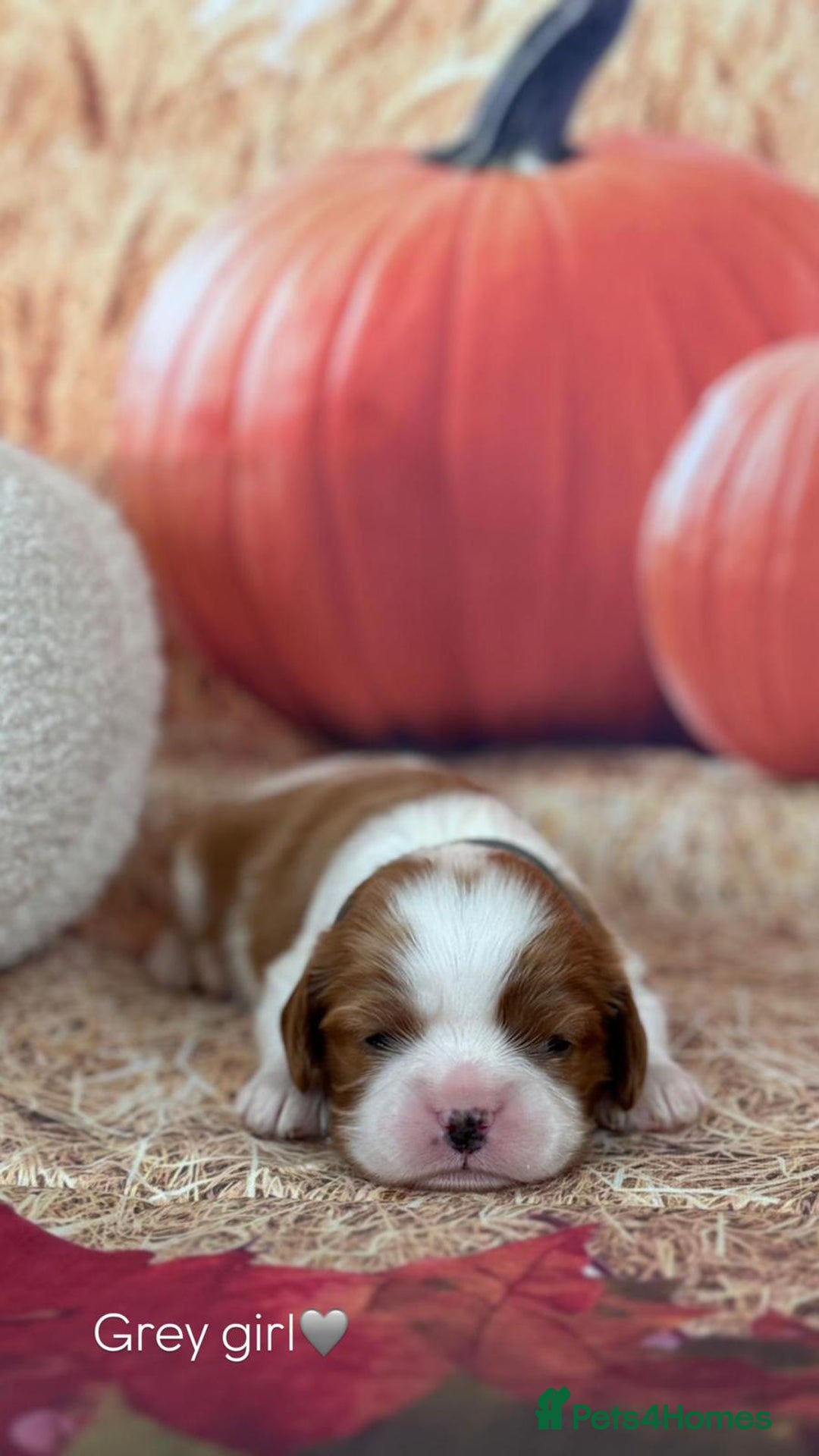 Cavalier King Charles Spaniel dogs for sale: ⭐️Kc dna, heart tested cavalier babys⭐️ - Image 6
