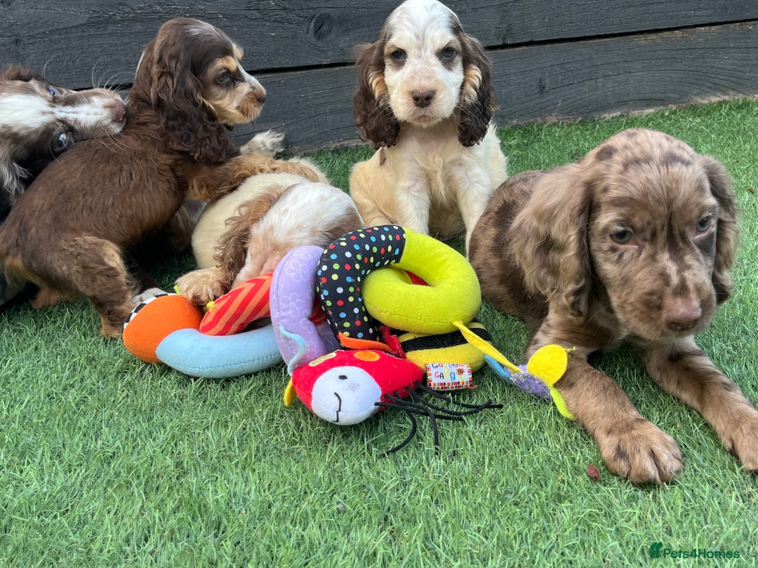 Cocker Spaniel dogs for sale: ❤️Gorgeous, Happy, Healthy, Spaniel babies 💙 - Image 14