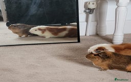 Guinea Pig rodents for sale: Loved guinea pigs need forever home 🩷 - Image 3