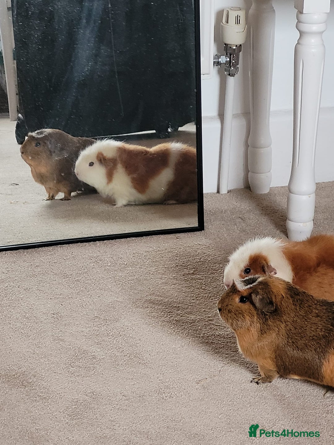 Guinea Pig rodents for sale: Loved guinea pigs need forever home 🩷 - Image 3