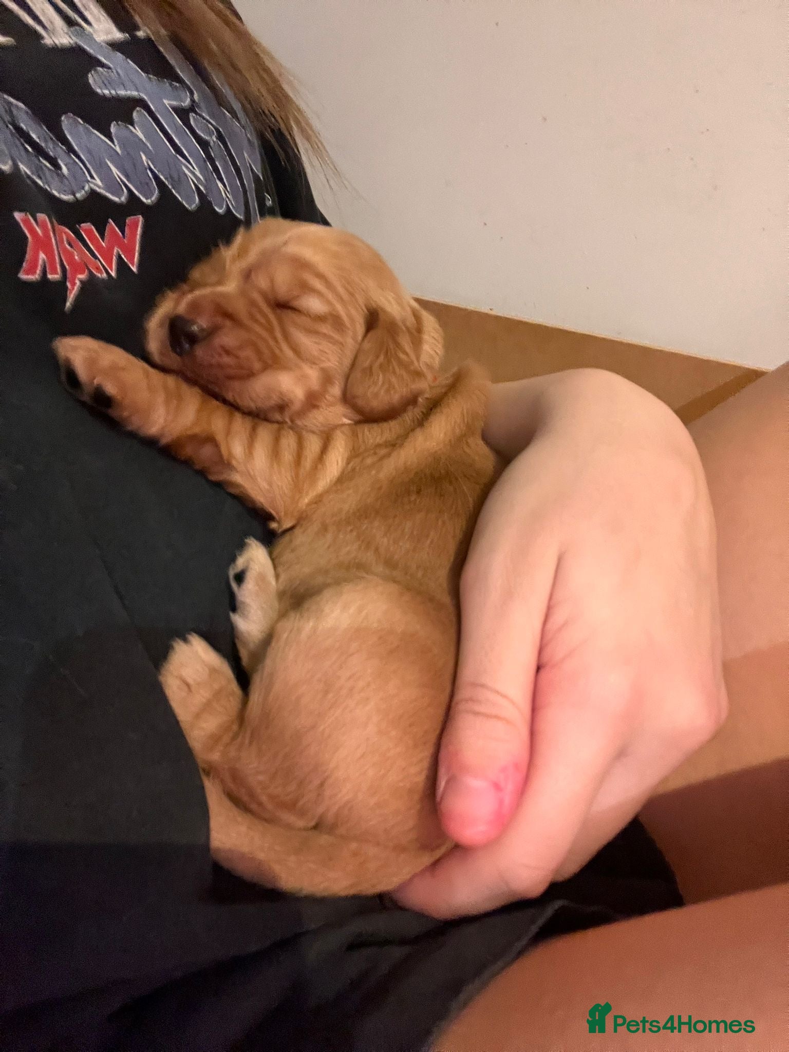Cocker Spaniel dogs Red/golden working cocker spaniel puppies - Advert 4