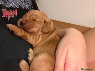 Cocker Spaniel dogs Red/golden working cocker spaniel puppies - Advert 4