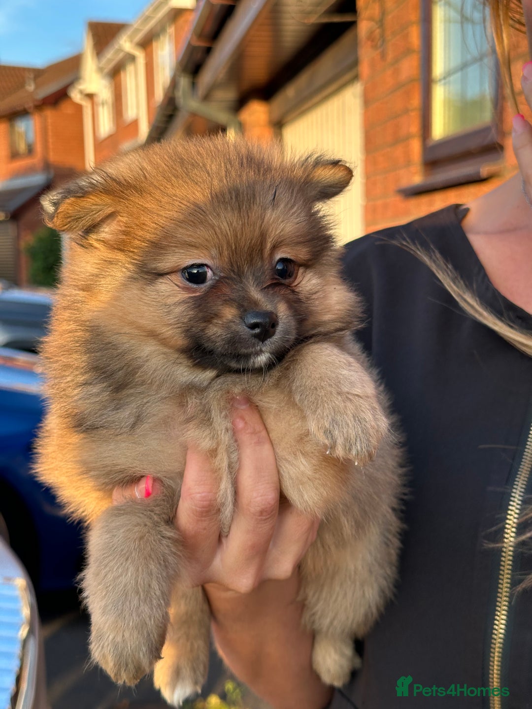 Pomeranian dogs for sale: 5 BEAUTIFUL TEDDY TYPE FOXY POMERANIANS - Image 28