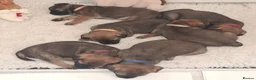 Border Terrier dogs for sale: Border Terrier Puppies, 5 Star Registered Breeder - Advert 3