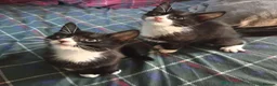 Mixed Breed cats for sale: Tuxedo Kittens Ready For a Home - Advert 18