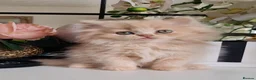 Persian cats for sale: Persian kittens  - Advert 8