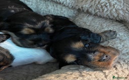 Cocker Spaniel dogs for sale: Cocker Spaniel - Show type - the calm type - Image 14