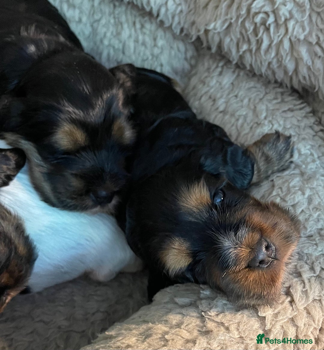 Cocker Spaniel dogs for sale: Cocker Spaniel - Show type - the calm type - Image 14
