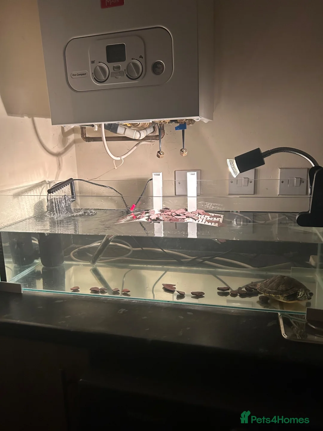 Turtle reptiles for sale: River Cooter Turtle + Complete Tank Setup – £100 in Blackburn - Advert 4