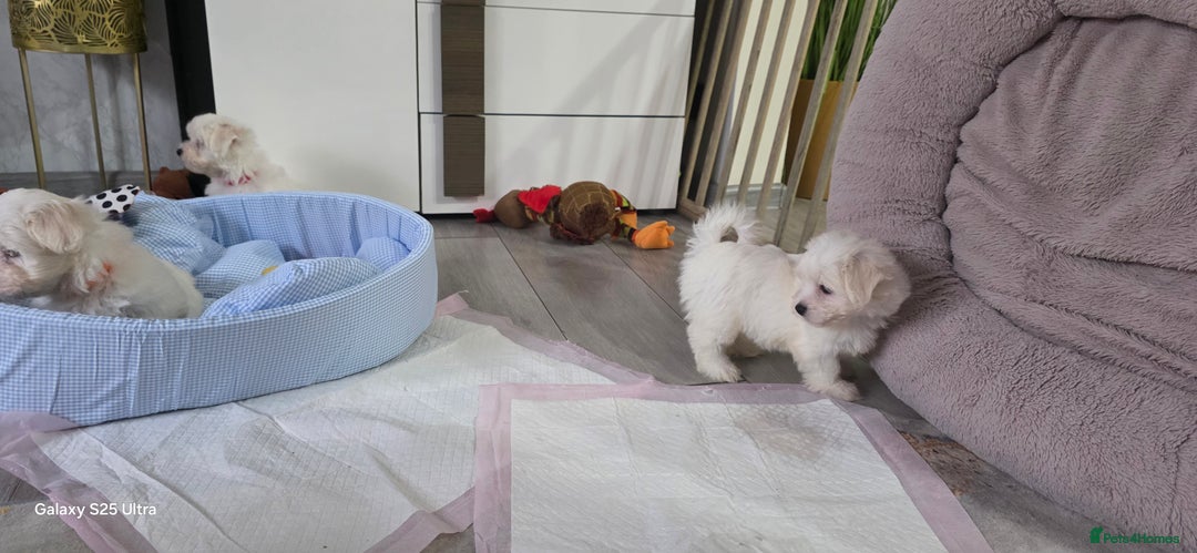 Maltese dogs for sale: Lovely Maltese Puppies - Image 3
