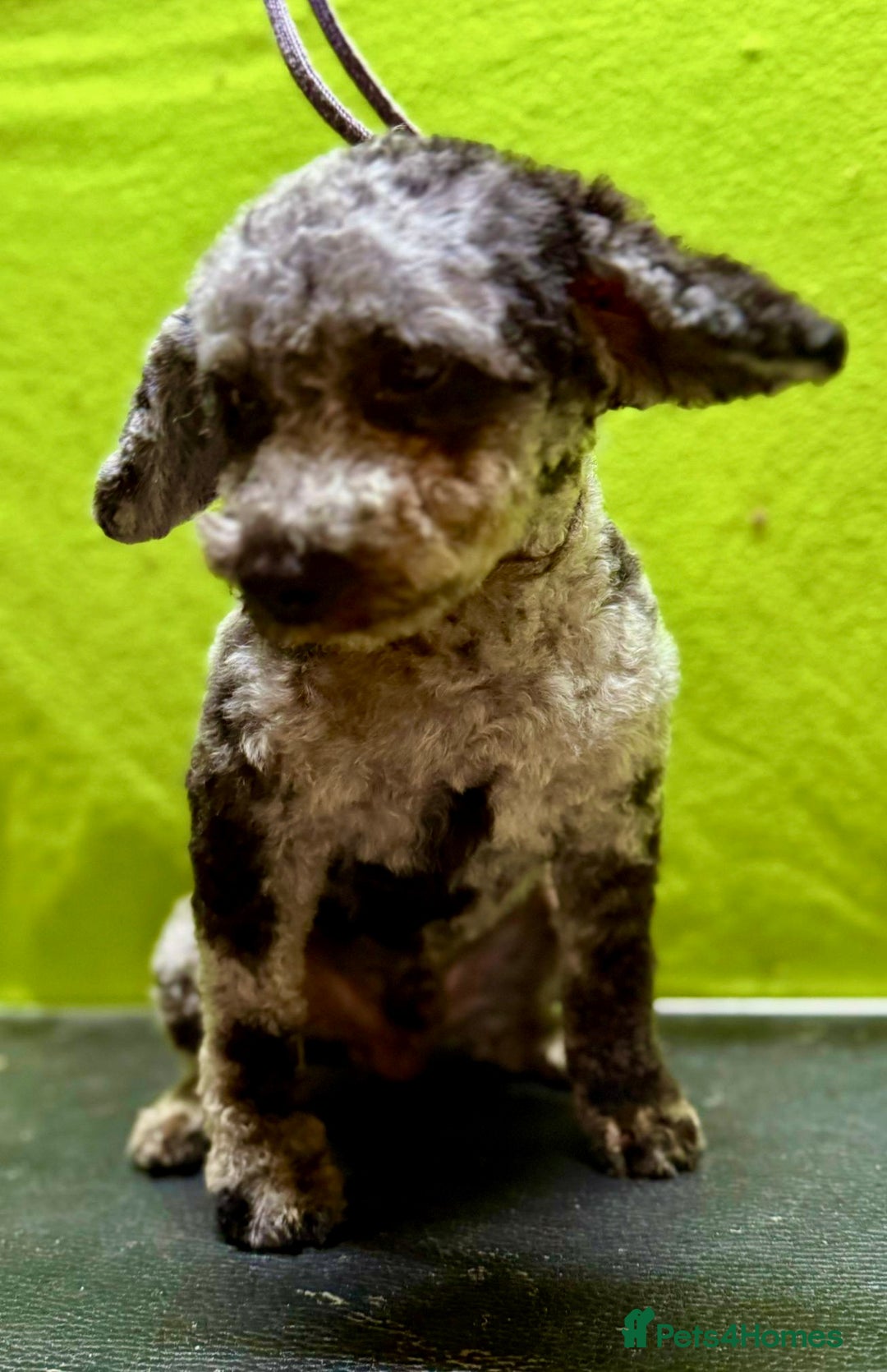 Poodle dogs for adoption: Dusty's Story: Spirit Unbroken - Image 8