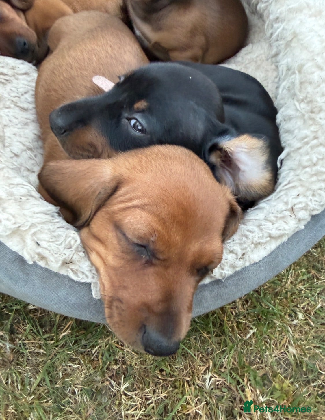 Miniature Dachshund dogs 5 female miniture dachshunds ready now  - Advert 2