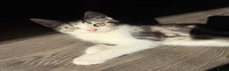 Scottish Fold cats for sale: Scottish Straight Kitten's–Looking for LovingHomes - Advert 6