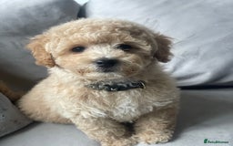 Poochon dogs for sale: Stunning litter - Image 11