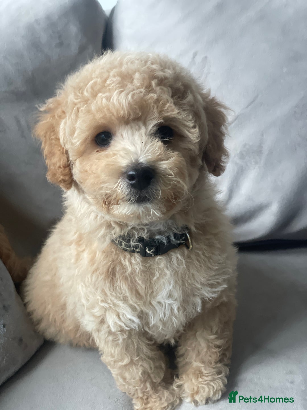 Poochon dogs for sale: Stunning litter - Image 11