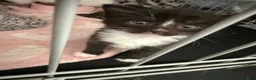 Mixed Breed cats for sale: 2 female kittens - Advert 2