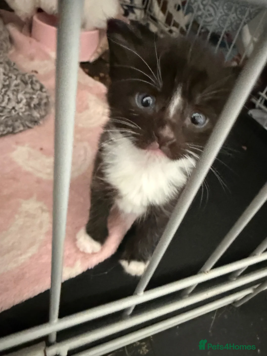 Mixed Breed cats for sale: 2 female kittens - Advert 2
