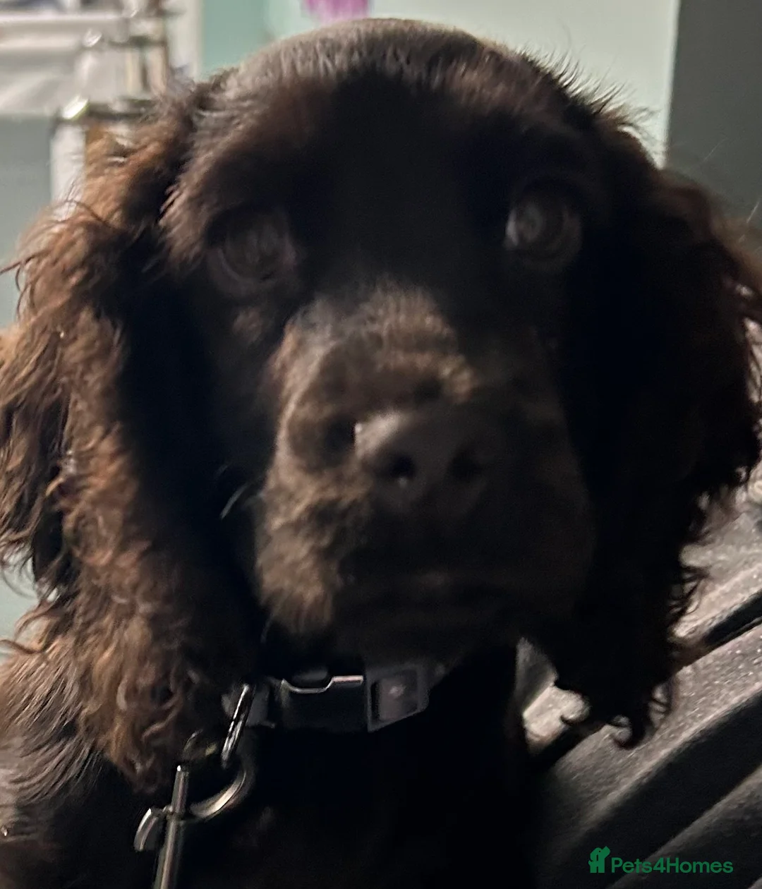 Cocker Spaniel dogs for sale: Cocker spaniel  in Great Yarmouth - Advert 1