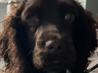 Cocker Spaniel dogs Cocker spaniel - Advert 1