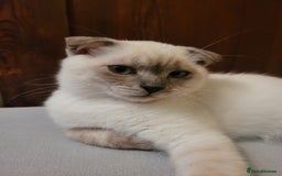 Scottish Fold cats for sale: Scottish fold kittens  - Image 4