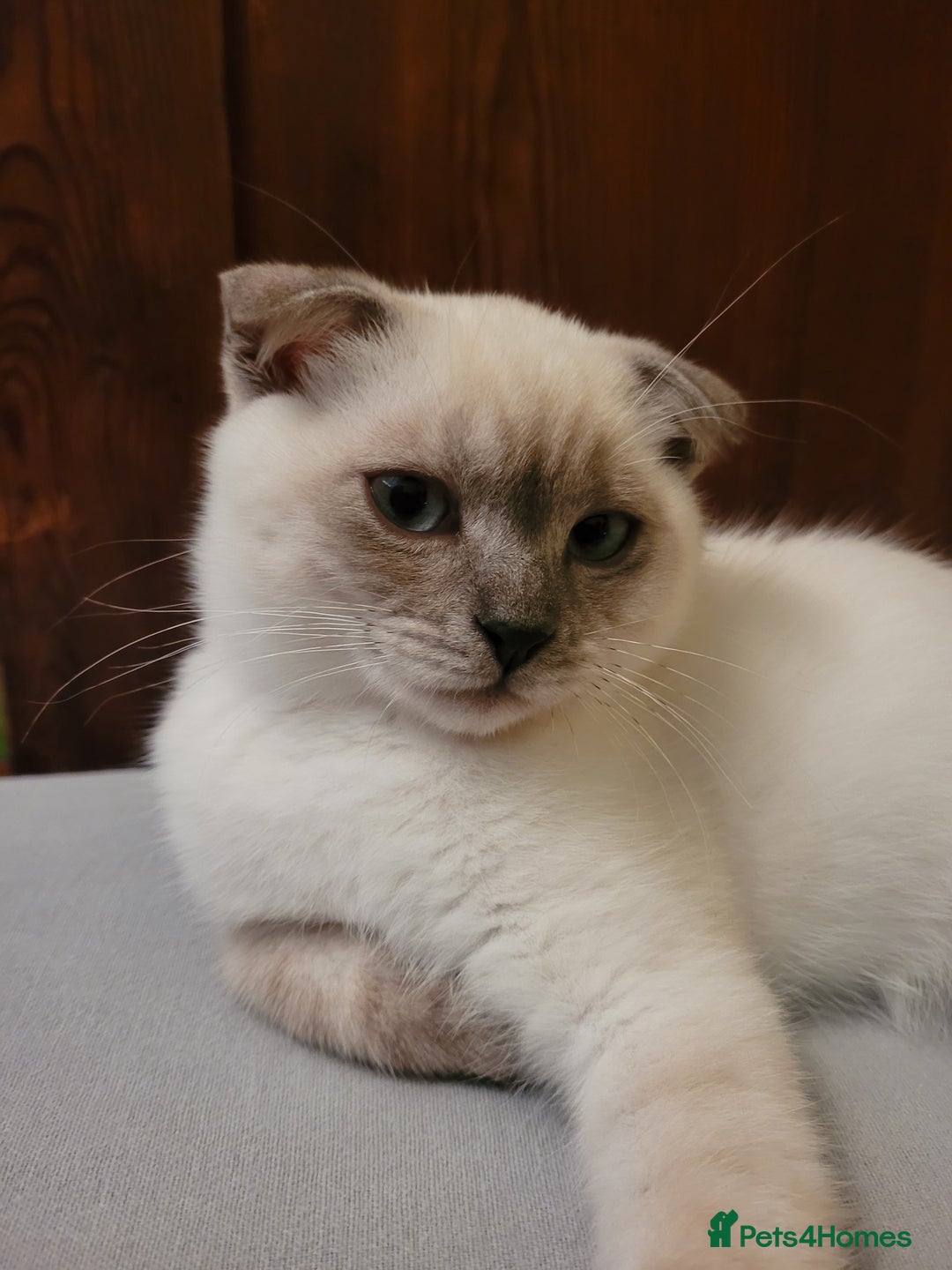 Scottish Fold cats for sale: Scottish fold kittens  - Image 4