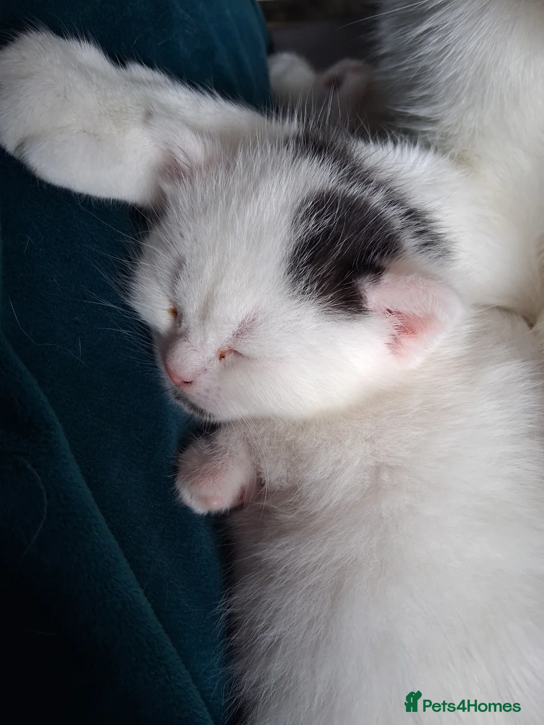 Domestic Shorthair cats for sale: Gorgeous domestic shorthair kittens - Advert 15