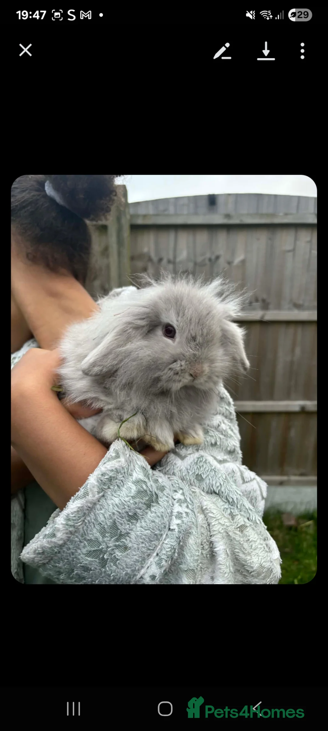 Mini Lion Lop rabbits for sale: Baby rabbits  - Advert 5