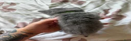 British Shorthair cats for sale: British blue Kittens  - Advert 6