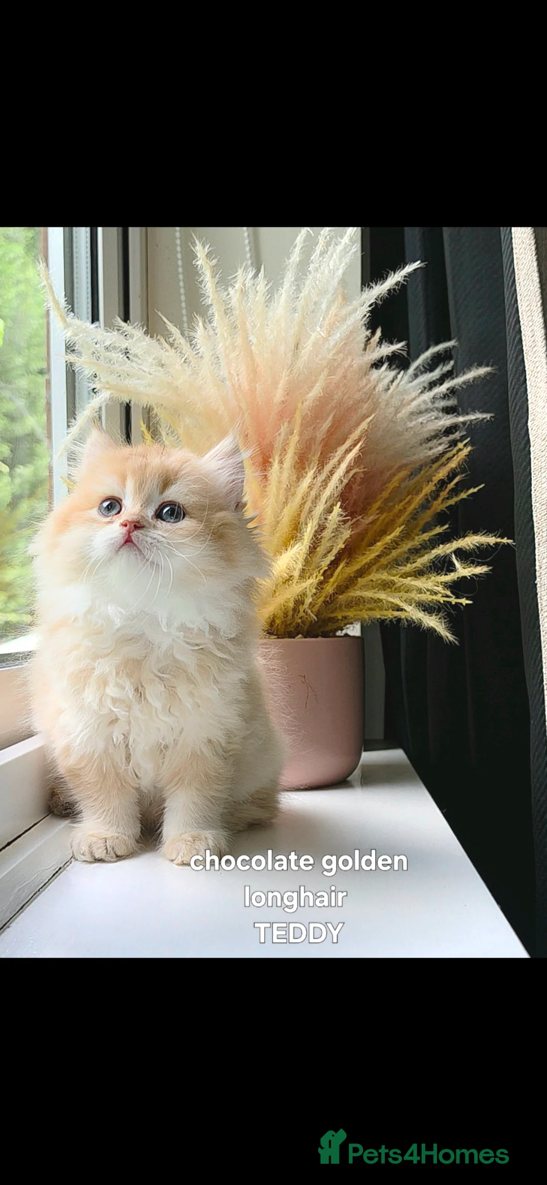 British Shorthair cats for sale: Rare GCCF Golden British Shorthair Kittens - Advert 2