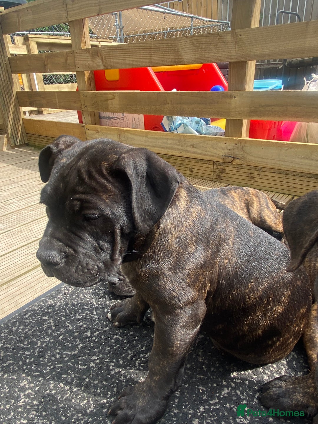 Mixed Breed dogs for sale: Old tyme bulldog in Shotts - Image 22