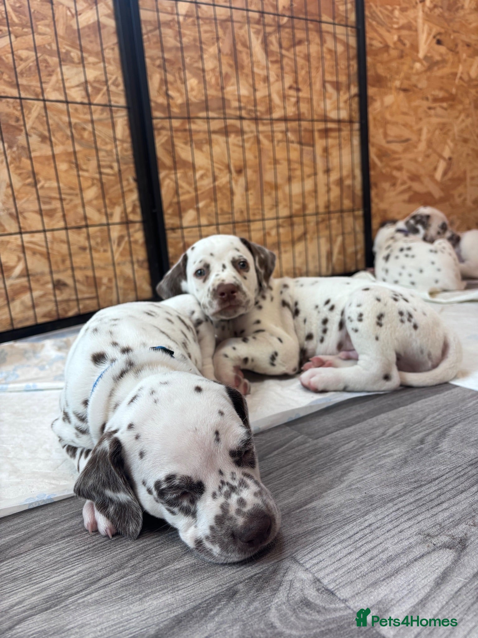 Dalmatian dogs 😍Gorgeous KC Registered Liver spotted Dalmatians. - Advert 3