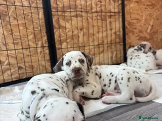 Dalmatian dogs 😍Gorgeous KC Registered Liver spotted Dalmatians. - Advert 3