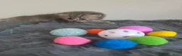 Mixed Breed cats for sale: Adorable Ragdoll x Persian Kittens.  in Dunstable - Advert 23