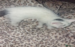 Mixed Breed cats for sale: Two lovely kittens  - Image 4