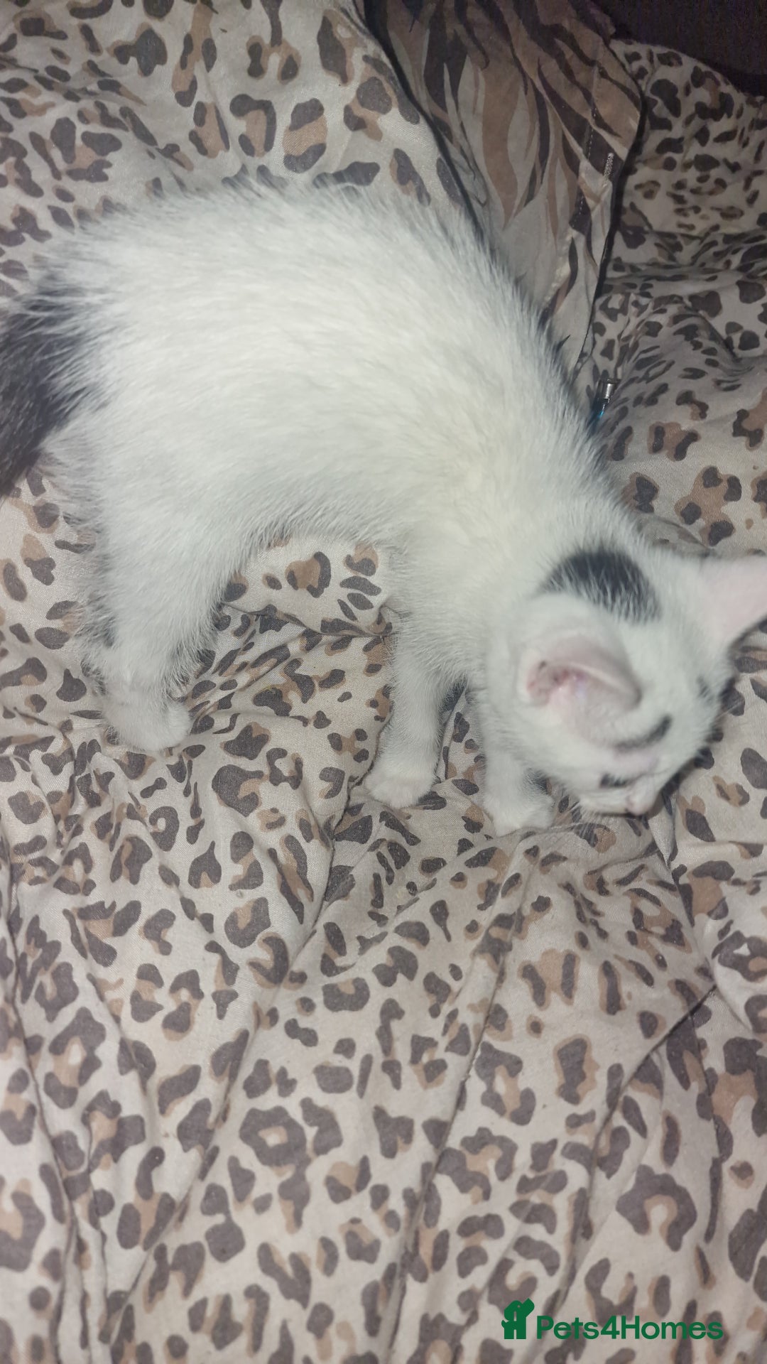 Mixed Breed cats for sale: Two lovely kittens  - Image 4