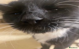 British Shorthair cats for sale: Older cat  **   - Image 3